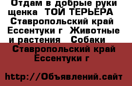 Отдам в добрые руки щенка  ТОЙ-ТЕРЬЕРА - Ставропольский край, Ессентуки г. Животные и растения » Собаки   . Ставропольский край,Ессентуки г.